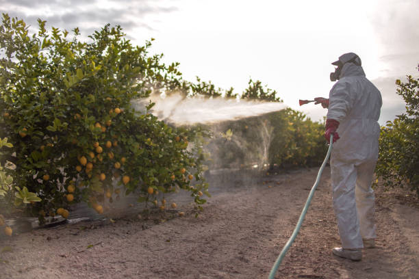 Best Emergency Pest Control  in Midway, AR