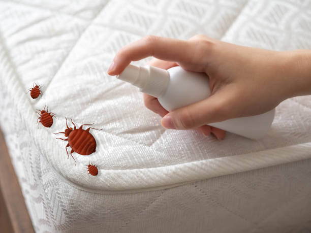 Best Ant Control Services  in Midway, AR